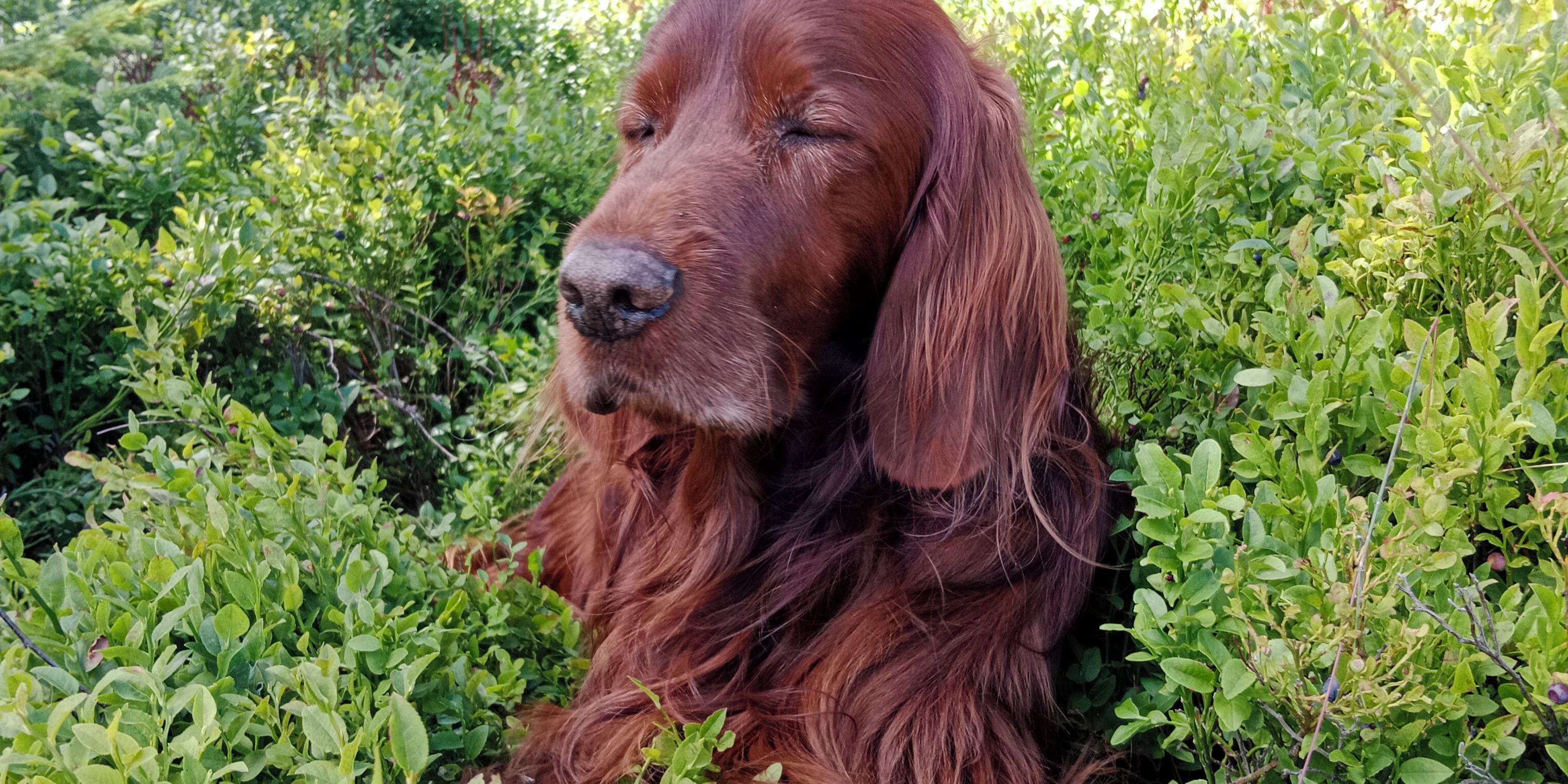 Úvodní fotka